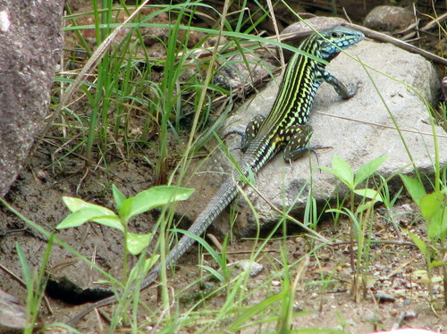 Many-lined Whiptail
