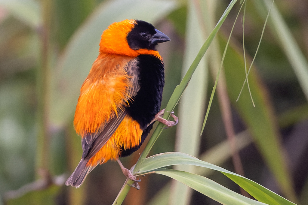 Southern Red Bishop photo