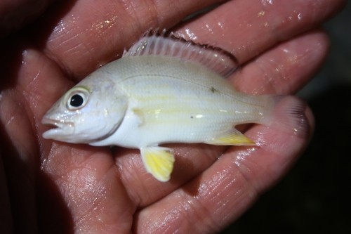 Blacktail Snapper