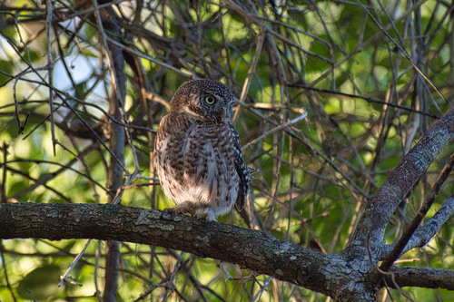 Cuban Pygmy-Owl