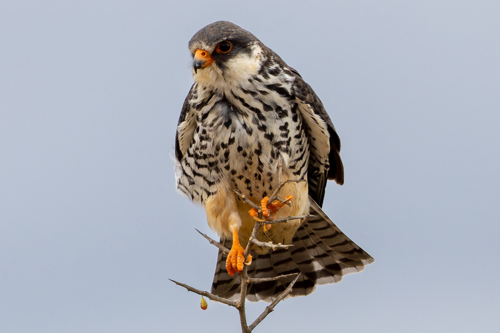 Amur Falcon photo