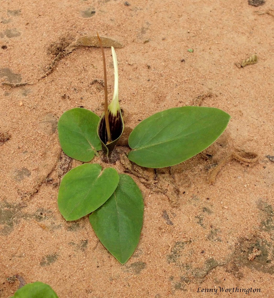 Typhonium khonkaenense (Typhonium khonkaenense)