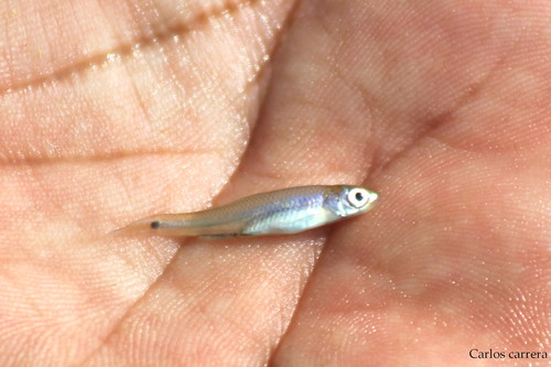 Roundnose Minnow