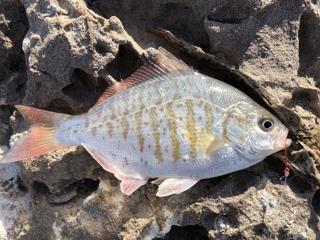 Redtail Surfperch