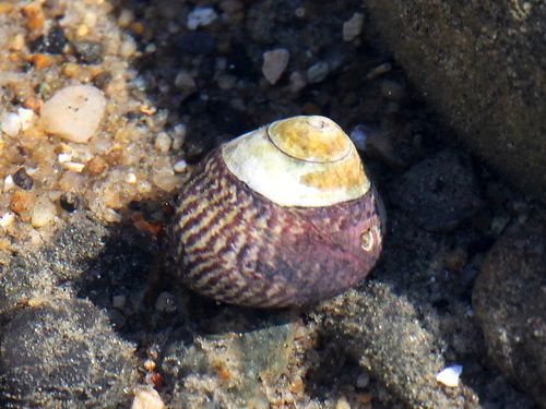 Speckled Tegula