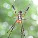 Leucauge tessellata - Photo (c) Mac Lin, all rights reserved, uploaded by Mac Lin