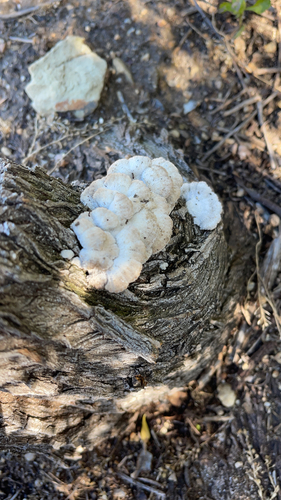 iNaturalist observation photo of Mushrooms, Bracket Fungi, Puffballs, and Allies