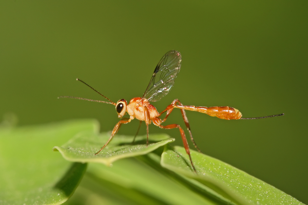 Cremastinae