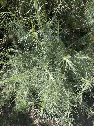 iNaturalist observation photo of California sagebrush