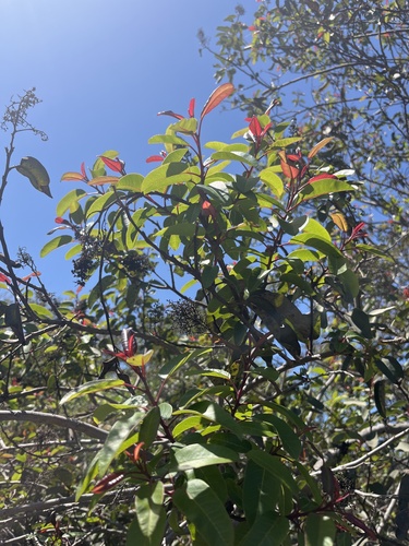 iNaturalist observation photo of laurel sumac