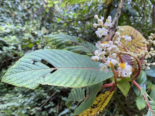 Saurauia arnoldii