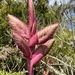 Tillandsia sigmoidea - Photo (c) James Kamstra, all rights reserved, uploaded by James Kamstra