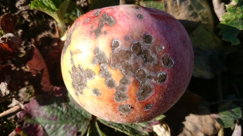 Apple Scab