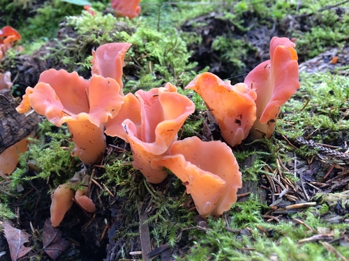 Apricot Jelly