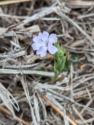 wheatspike scalystem (Elytraria bromoides)