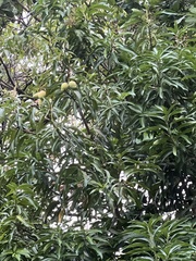 Mangifera indica image