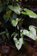 Anthurium obtusilobum image