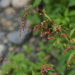 Pubescent Knotweed - Photo (c) 蘇澄意, all rights reserved, uploaded by 蘇澄意