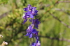 Parry's Larkspur - Photo (c) Michele Roman, all rights reserved, uploaded by Michele Roman