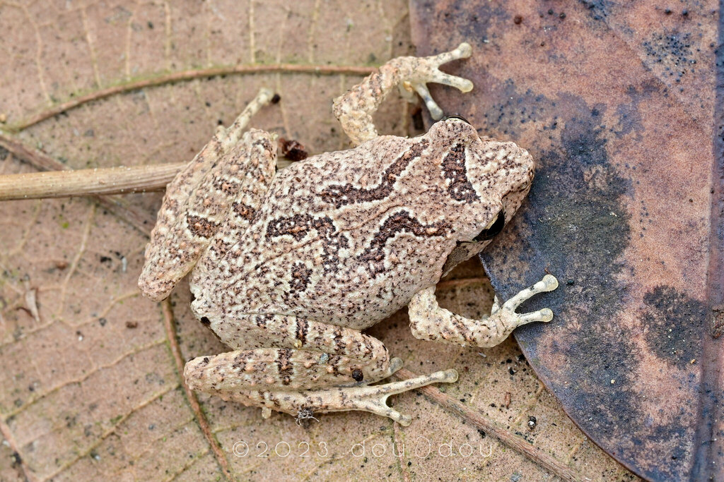 Small Tree Frogs from 中国海南省乐东黎族自治县尖峰岭 on January 9, 2023 at 11:30 PM by ...