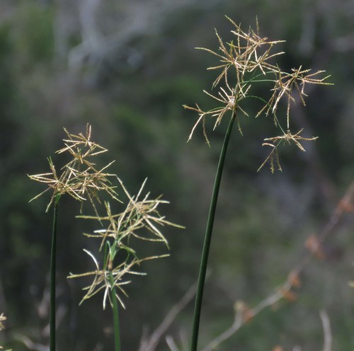 Jointed Flatsedge