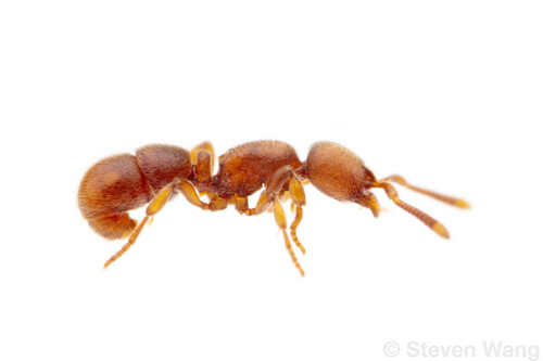 Proceratium crassicorneProceratium crassicorne