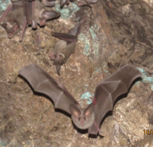 California Leaf-nosed Bat