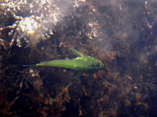 Porocottus allisi