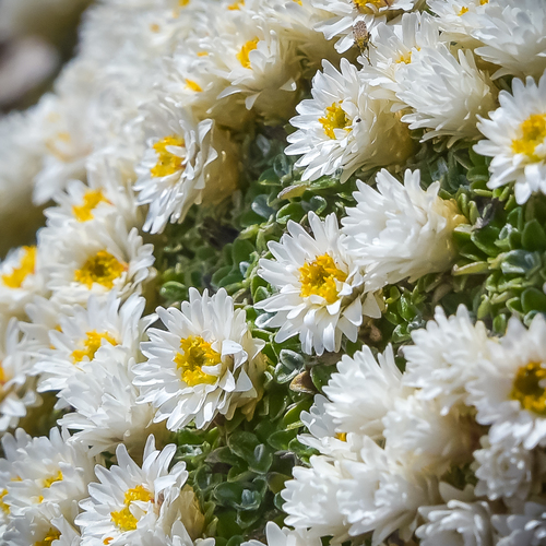 Helichrysum