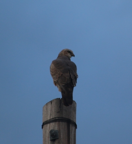 Pale Chanting-Goshawk