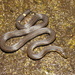 Northern Reed Snake - Photo (c) stevepaiero, all rights reserved, uploaded by stevepaiero