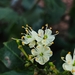 Peltogyne pauciflora - Photo (c) Ana Caroline Lima, todos los derechos reservados, subido por Ana Caroline Lima