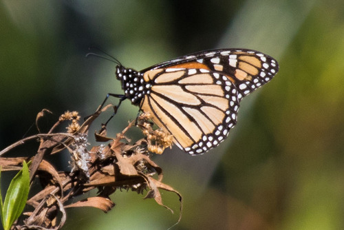 iNaturalist observation photo of Monarch