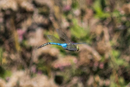 iNaturalist observation photo of Common Green Darner