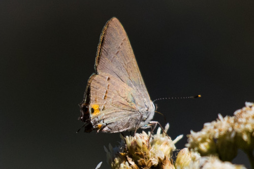 iNaturalist observation photo of Gray Hairstreak