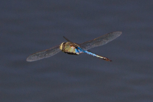 iNaturalist observation photo of Common Green Darner