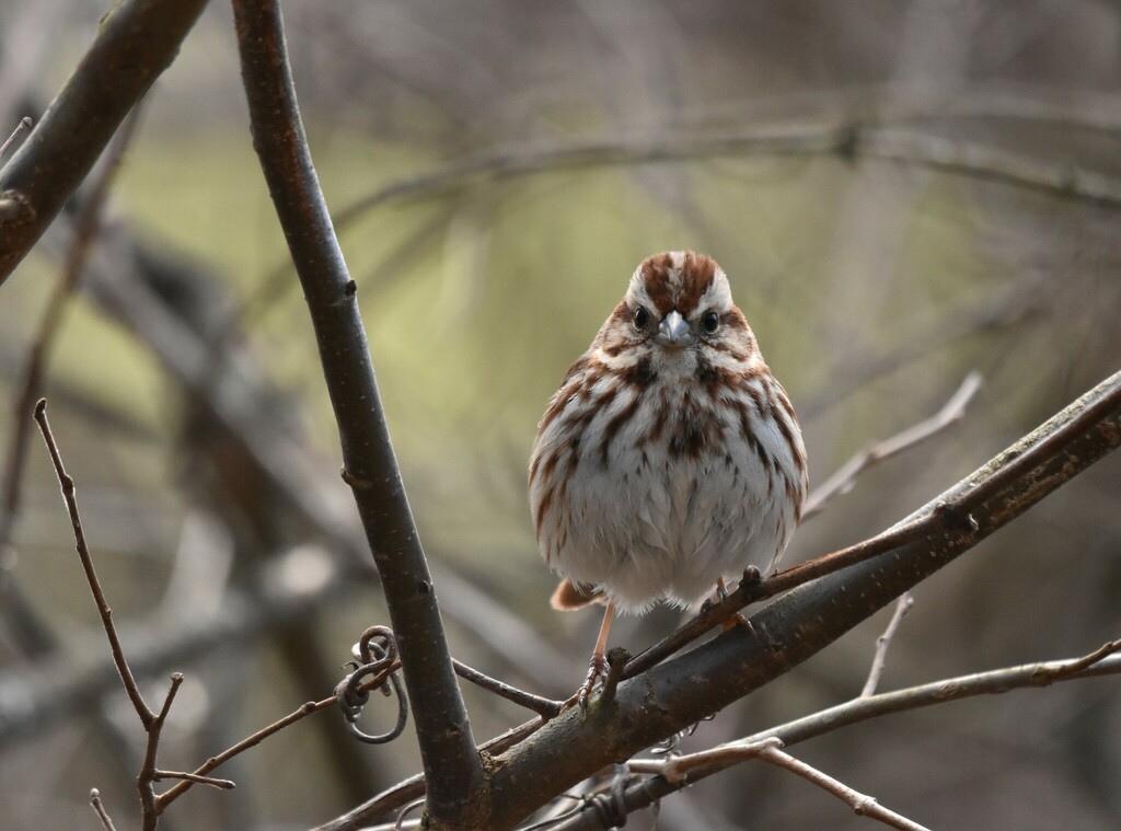 Song Sparrow from 2445 Vanderhoof Rd, New Franklin, OH 44203, USA on