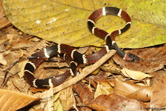 Rhinobothryum bovallii image