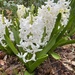 Hyacinth - Photo (c) ewilloughby, all rights reserved