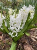 Hyacinthus orientalis - Photo (c) ewilloughby, todos os direitos reservados