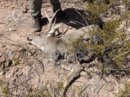 Mule Deer