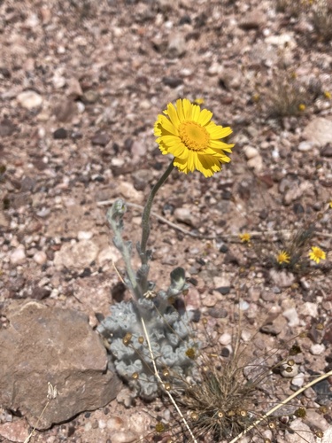Desert Marigold