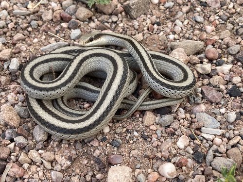 Eastern Patch-nosed Snake