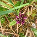 Pedicularis sudetica interior - Photo (c) marg248, todos los derechos reservados
