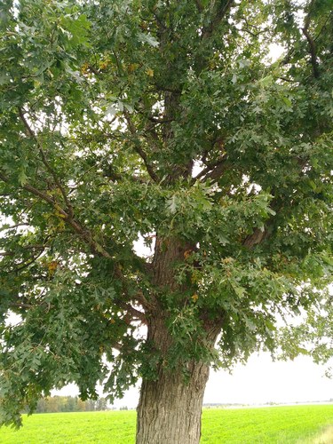 Bebb's Oak