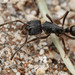 Odontoponera denticulata - Photo (c) t7iguy, all rights reserved, uploaded by t7iguy