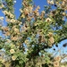 Senegalia occidentalis - Photo (c) Stephanie Cobbold, all rights reserved, uploaded by Stephanie Cobbold