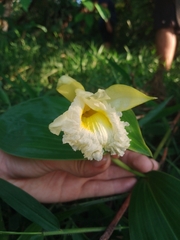 Sobralia macrophylla image