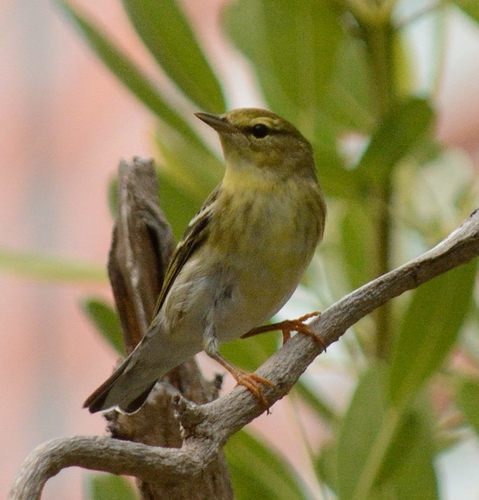 Blackpoll Warbler