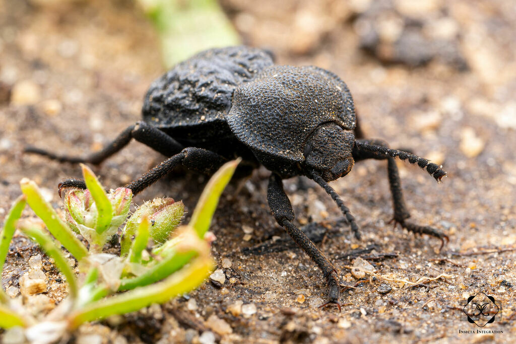 Haplotrinchus Inaequalis Microschatia inaequalis from Cabrillo National Monument, San Diego ...